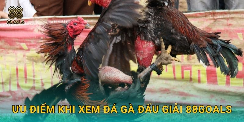 Ưu điểm khi xem đá gà đấu giải 88goals
