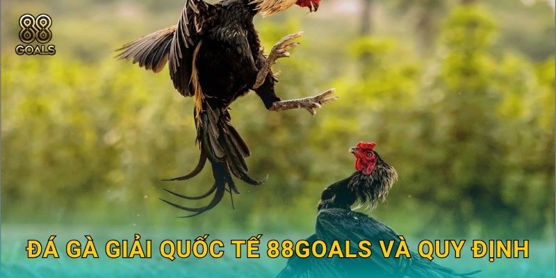 Đá gà giải quốc tế – Sôi động và công bằng tại 88goals 2 Đá gà giải quốc tế 88goals và quy định