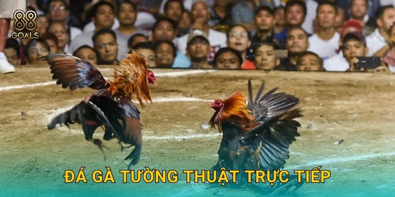 Đá gà tường thuật trực tiếp – Xem sống động tại 88goals
