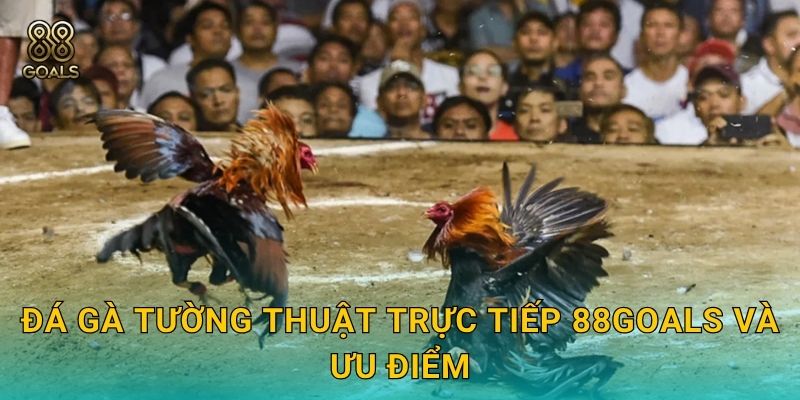 Đá gà tường thuật trực tiếp 88goals và ưu điểm