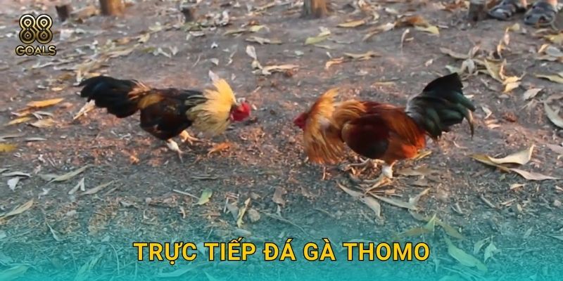 Trực tiếp đá gà Thomo – Giải đấu Campuchia tại 88goals 1 Trực tiếp đá gà Thomo – Giải đấu Campuchia tại 88goals