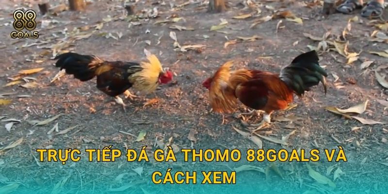 Trực tiếp đá gà Thomo – Giải đấu Campuchia tại 88goals 2 Trực tiếp đá gà Thomo 88goals và cách xem
