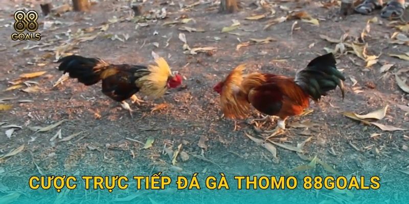 Trực tiếp đá gà Thomo – Giải đấu Campuchia tại 88goals 3 Cược trực tiếp đá gà Thomo 88goals