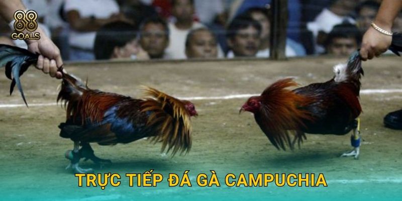 Trực tiếp đá gà Campuchia – Giải đấu uy tín tại 88goals