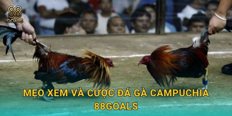 Mẹo xem và cược đá gà Campuchia 88goals