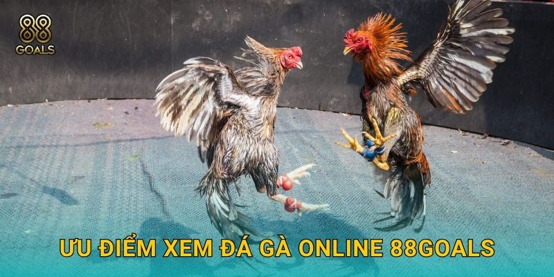 Ưu điểm xem đá gà online 88goals
