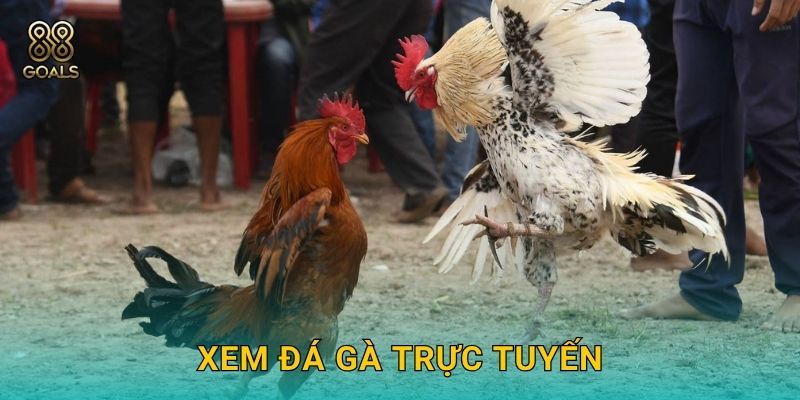 Xem đá gà trực tuyến – Giải trí tốc độ cao tại 88goals
