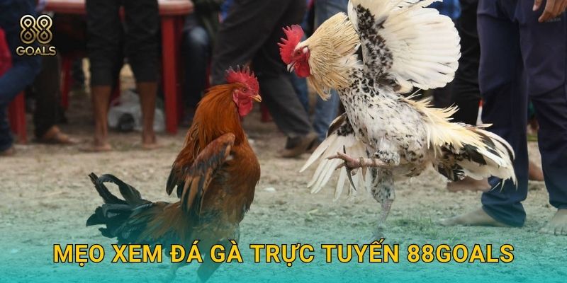 Mẹo xem đá gà trực tuyến 88goals