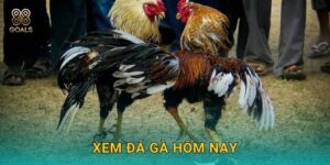 Xem đá gà hôm nay – Lịch phát sóng nóng hổi tại 88goals