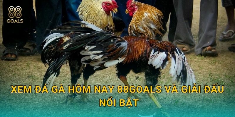 Xem đá gà hôm nay 88goals và giải đấu nổi bật