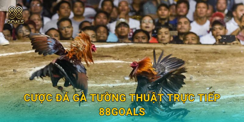 Cược đá gà tường thuật trực tiếp 88goals